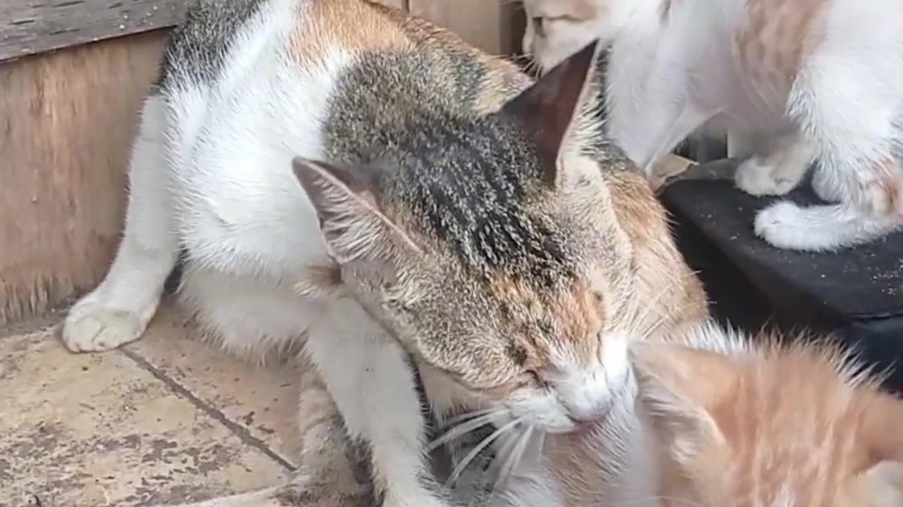 "A Mother's Love: Caring for Her Three Little Kittens"