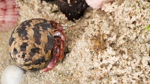 Simulating a Beach for 30 Days 🎬❤️⏰👨‍👨‍👧‍👧