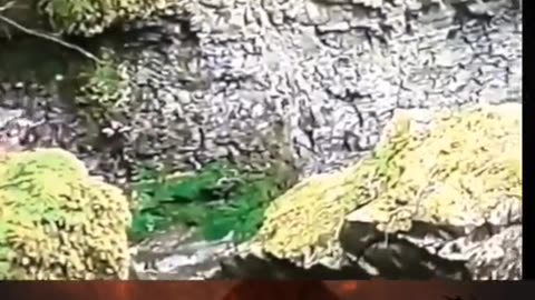 😱👻 Strange Creature Caught on Camera! | TheHauntingHour