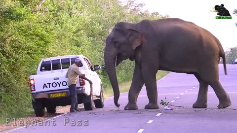 Wild Elephant Srilanaka on the Road