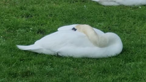 Mute Swan Sleeping In North Wales