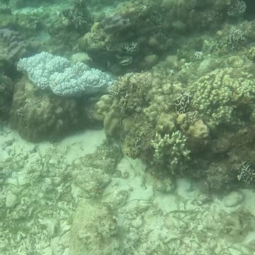 Diving into the Holidays: Christmas Day Snorkeling Adventure