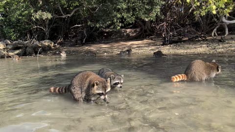 Feeding Raccoon Lagoon