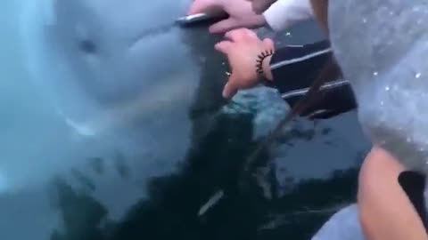 🧜️📱 Beluga Whale Saves Girl’s Fallen Phone! | FeedMyCuriosity