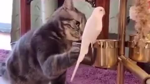 What's the cat thinking? 😺😅