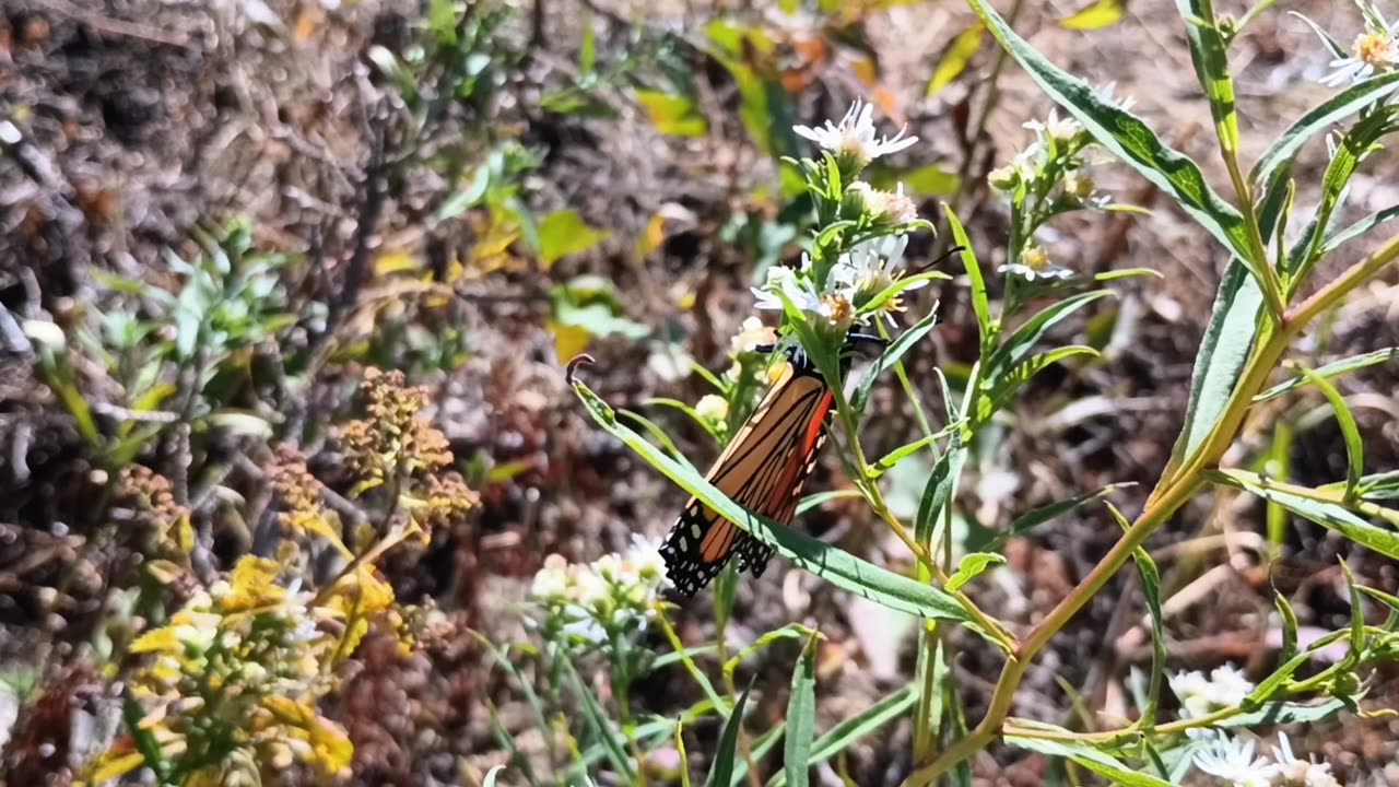 Monarch Butterfly Caterpillar