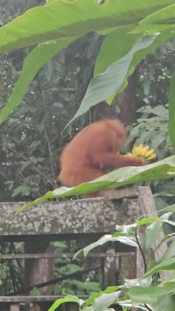 Young Orangutan's Banana Bonanza