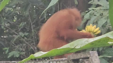 Young Orangutan's Banana Bonanza