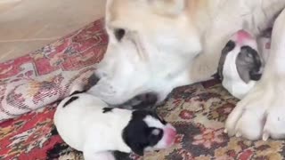 Woe Day 62. I am in the ark. Waiting for GOD to open the Door for a spring/summer Pentecost rapture