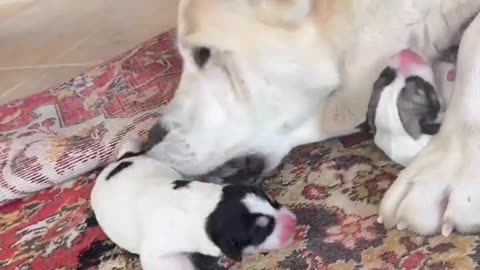 Woe Day 62. I am in the ark. Waiting for GOD to open the Door for a spring/summer Pentecost rapture