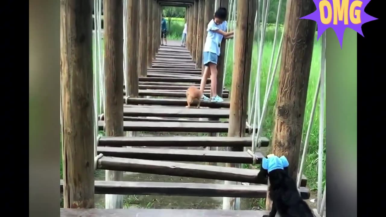 🐶😂 Hilarious Pet Antics Compilation | Try Not to Laugh! 🎬