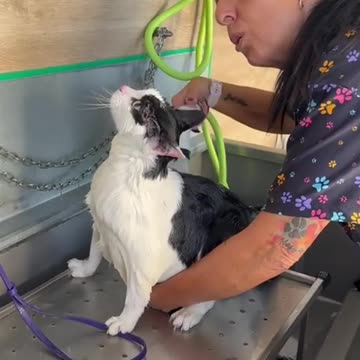 CAT SHOWER MAGO MAGO