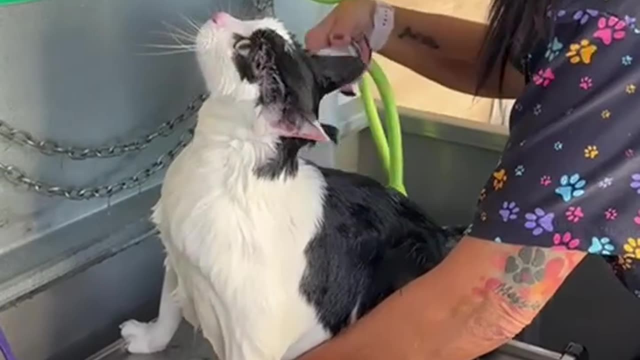 CAT SHOWER MAGO MAGO