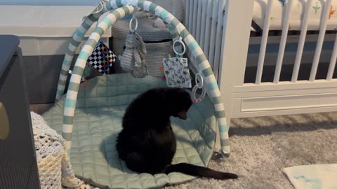 Cat Plays With Baby Toys