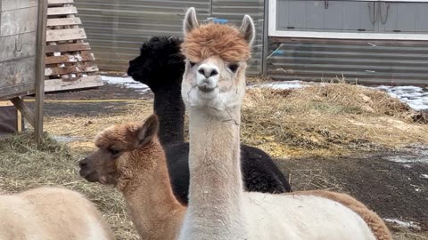 Alpaca Alarms The Herd