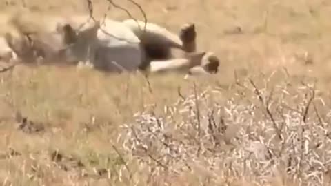 Nature is Cruel #27