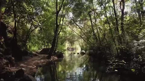 Jungle trees nature