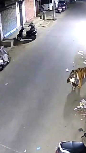 Tiger Attacking Dog 😱 #CCTV #RealFootage #SecurityCamera