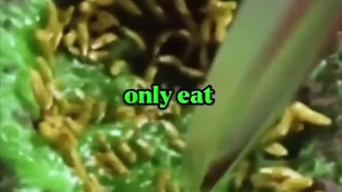 THE BIGGEST HEALTH LIE!