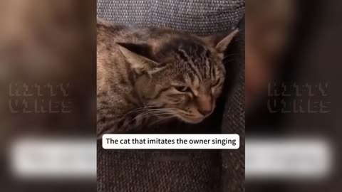 New funny cat video