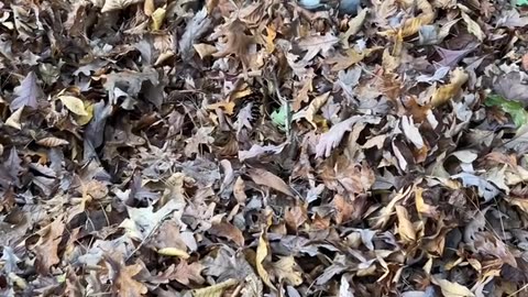 Our Jack Russell Terrier Is Obsessed With Pinecones