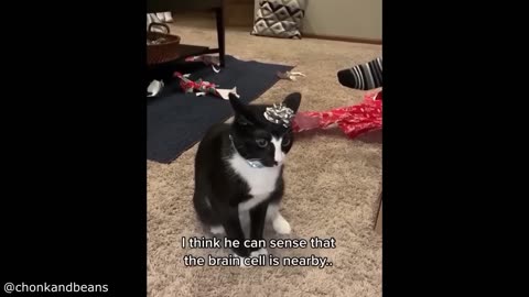 BestCatVideosoftheDecade