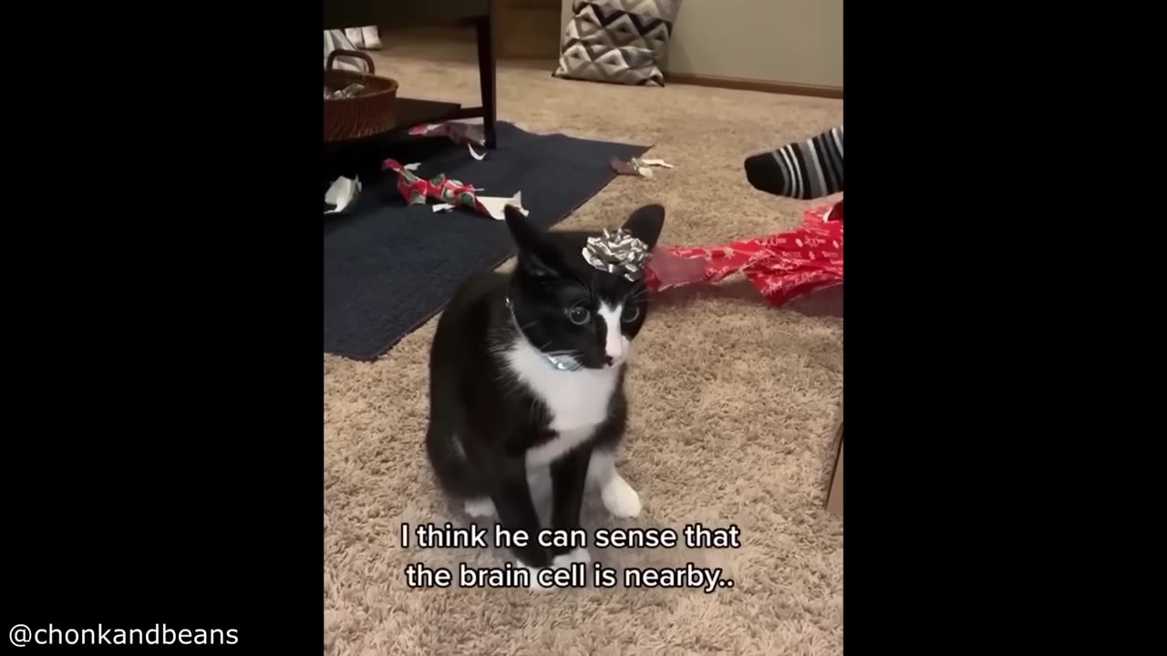 BestCatVideosoftheDecade