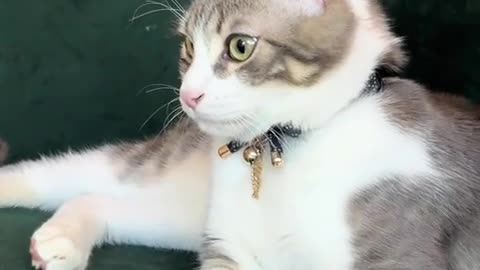 😱🐈 Save The Cat! This Is Too Close For Comfort | FunFM