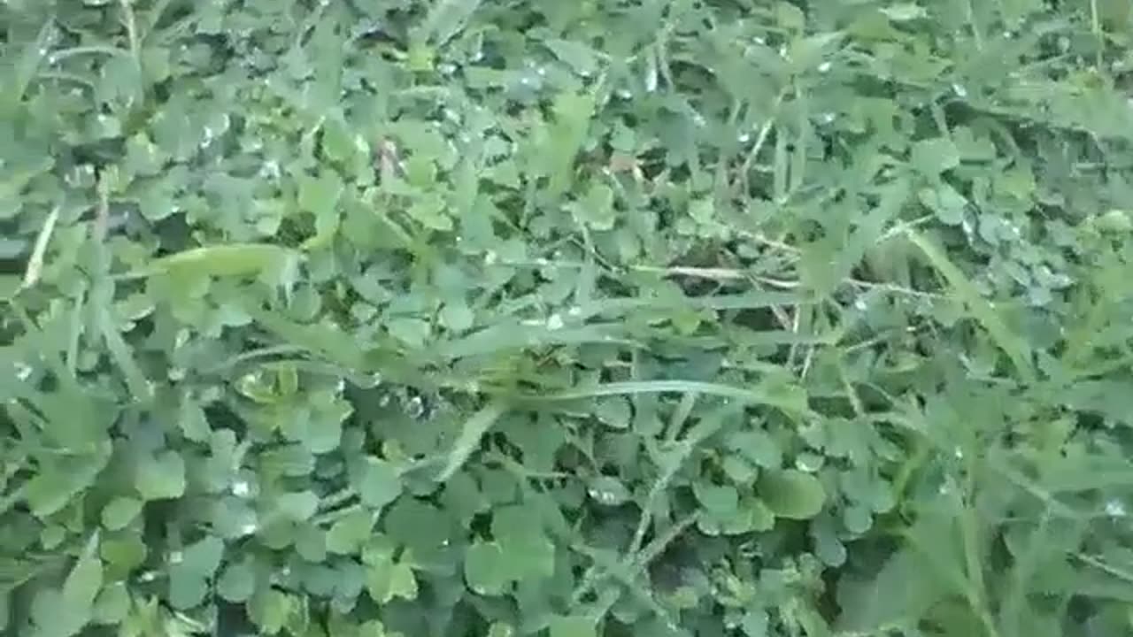 Plants with raindrops in the early morning after a little rain on grass [Nature & Animals]