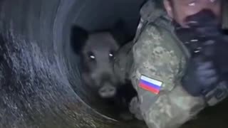 Just a Russian Soldier and a Wild Boar Crawling Through Pipeline Under Kupyansk