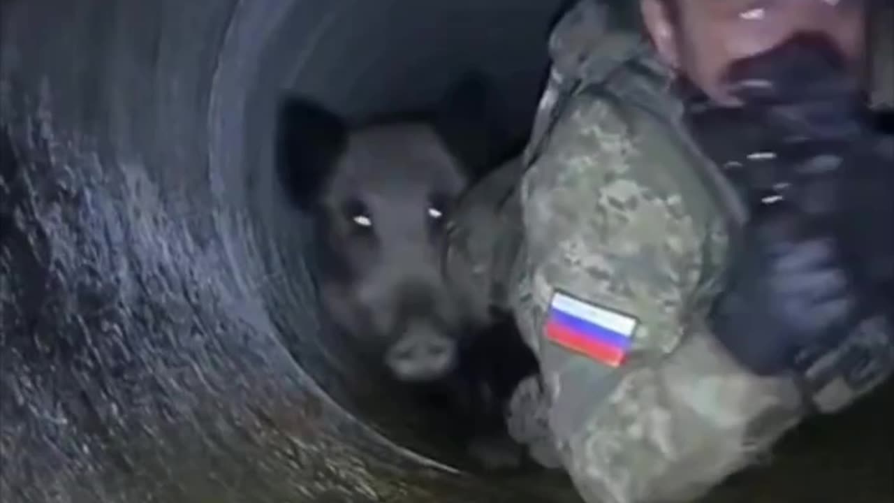 Just a Russian Soldier and a Wild Boar Crawling Through Pipeline Under Kupyansk