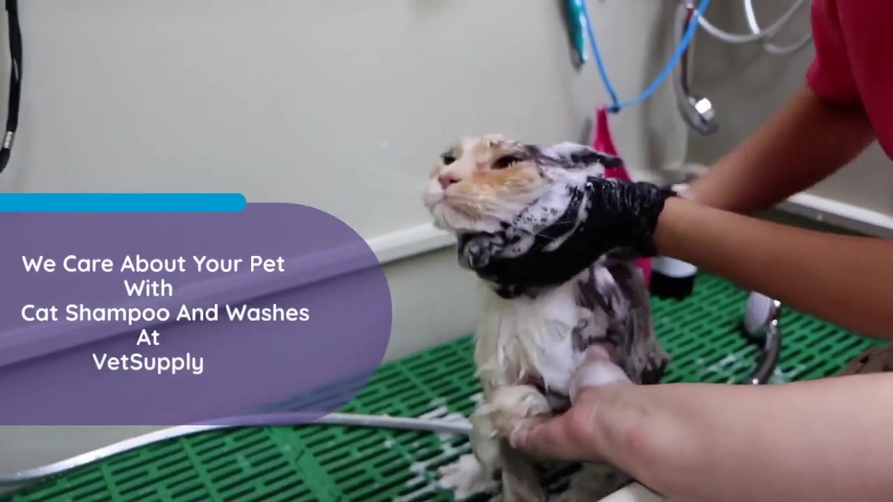 Flea Shampoo For Cats