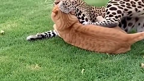Brave Cat Fights Off Leopard To Save her baby