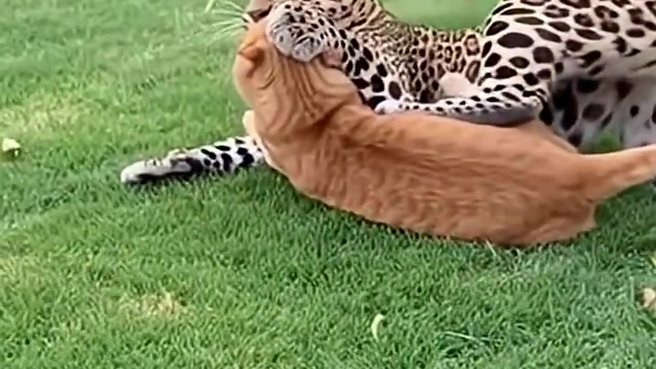 Brave Cat Fights Off Leopard To Save her baby
