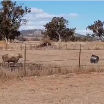Argsint bagge emot en plastbalja som tränat judo! 😂🤣😅