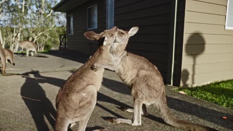 Kangaroo, Australian Wildlife, Marsupial