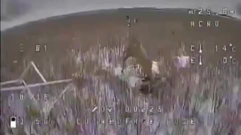 Random Deer Jumps into Path of Speeding Drone