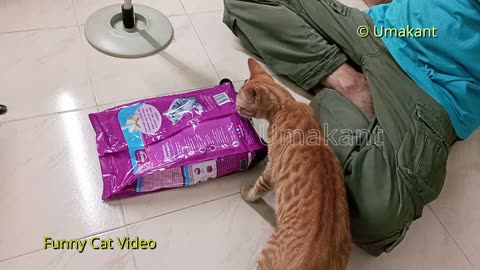 Cats Celebrate Dry Whiskas New Packet-1.2 Kg 360 Rs