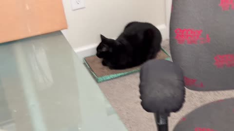 Cute Precious Piper Could Start a Bakery - My Adopted Shelter Cat Vlog