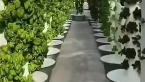 Vertical Hydroponics