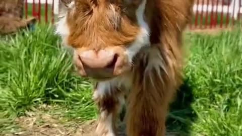 🐄 Laughter Farm: Cows in action!