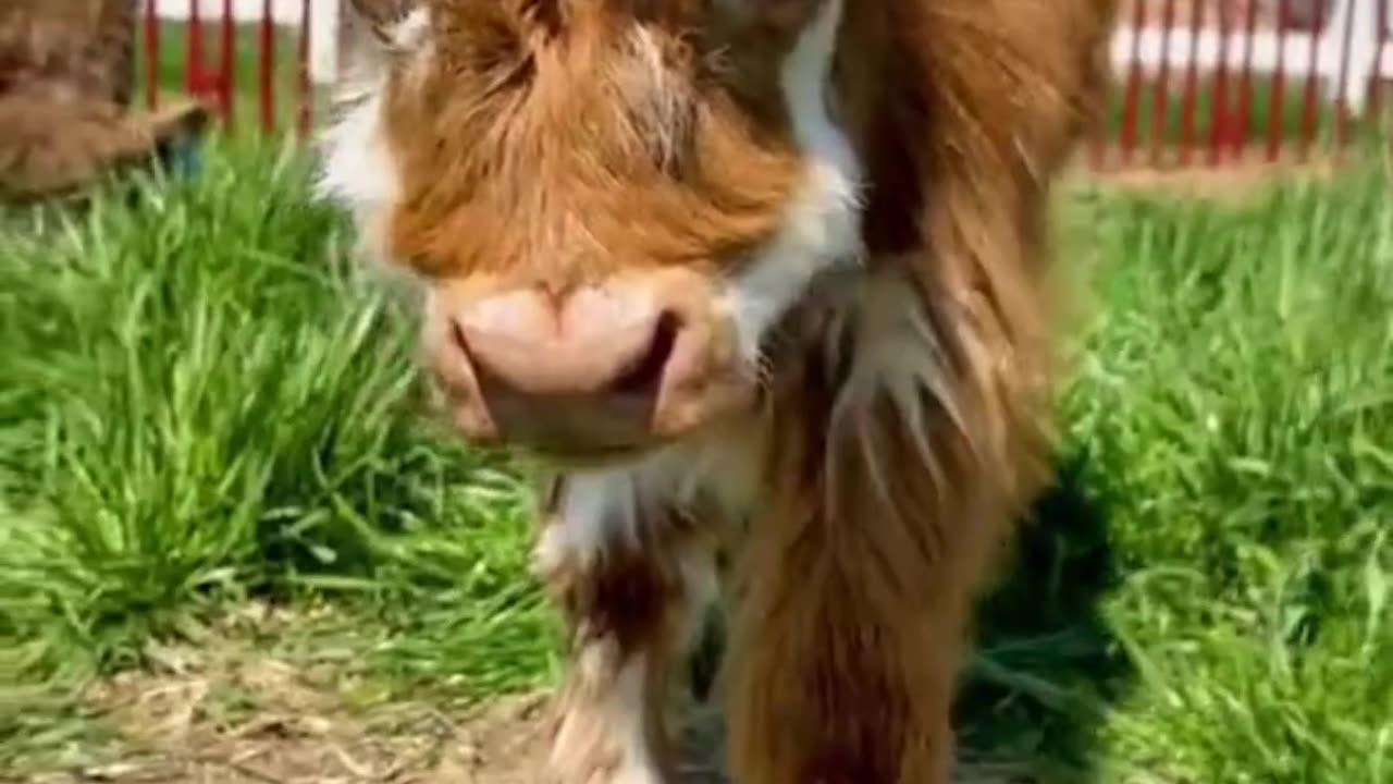 🐄 Laughter Farm: Cows in action!