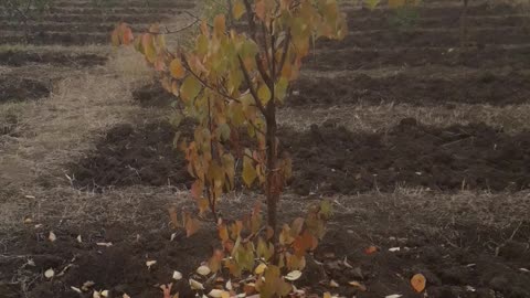 Arable land in November