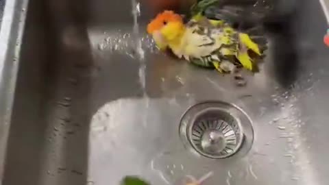 Love Shower Time