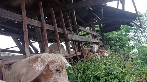 Evening Routine | Feeding the Goats on the Farm