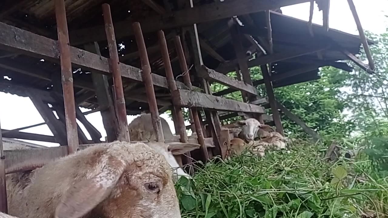 Evening Routine | Feeding the Goats on the Farm