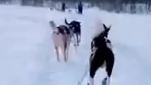 🤣 TRY NOT TO LAUGH CHALLENGE 🤣 Funniest mishaps ever