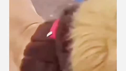 You Can't Stop Your Laughing 😂🤣😂