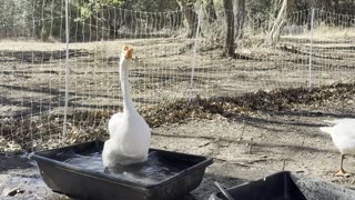 Goosey Mating caught on video