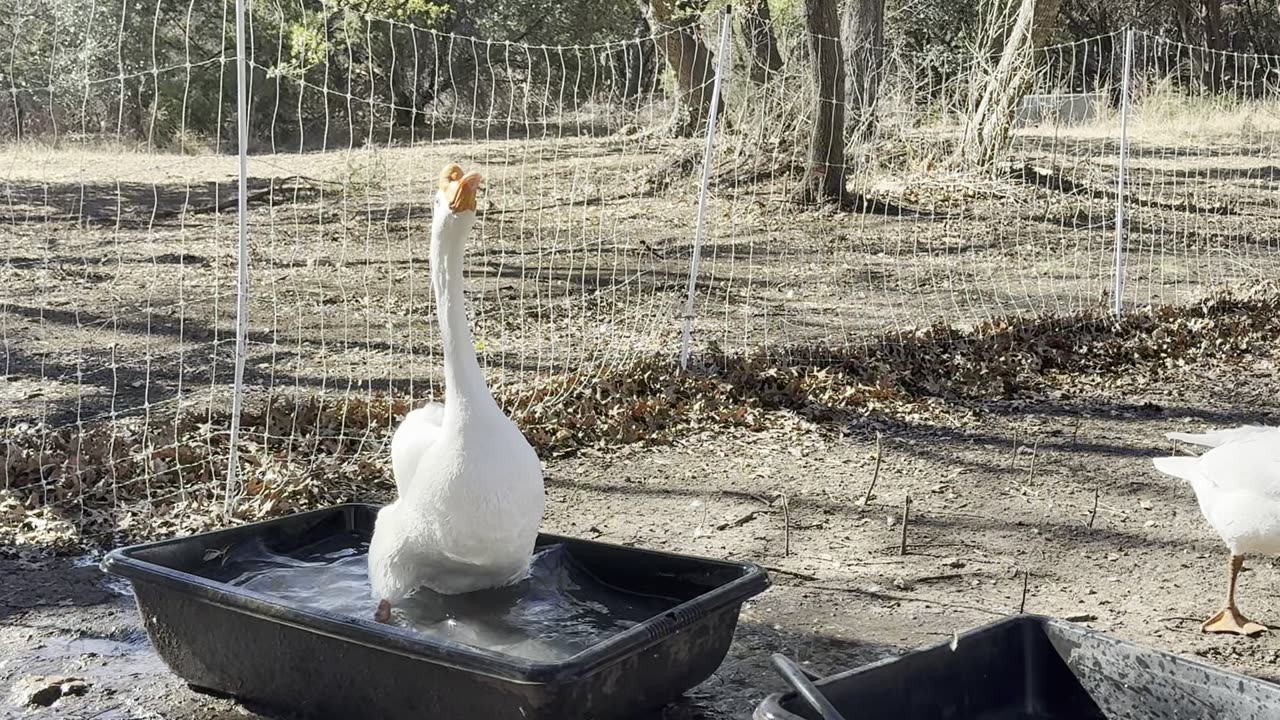 Goosey Mating caught on video